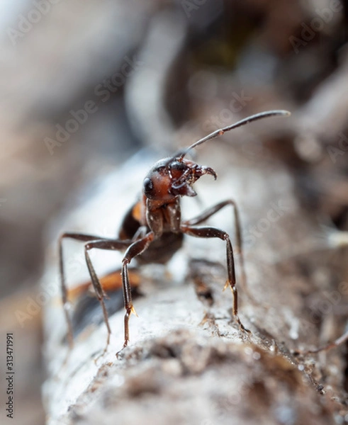 Fototapeta big forest ants in a native habitat
