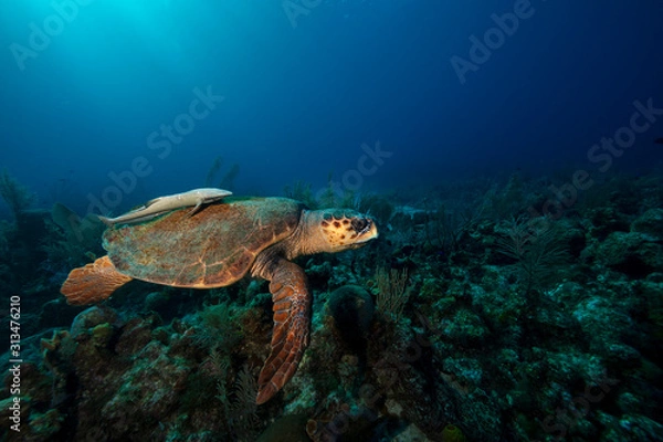 Obraz Sea Turtle
