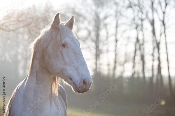 Obraz Portrait eines weißen Pferds im Nachmittagslicht