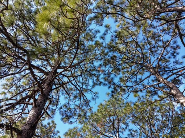 Obraz Longleaf Pines Reaching for the Sky