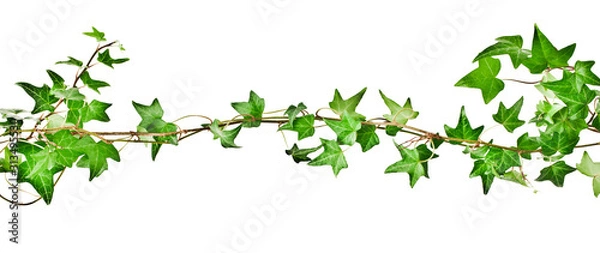 Fototapeta Green ivy plant (Hedera helix) isolated on white background. Design element.
