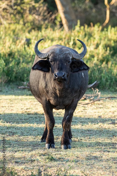 Obraz Adult Buffalo