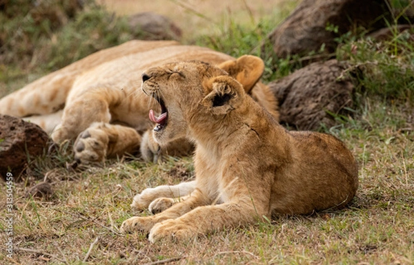 Obraz Lion Cub Yawn
