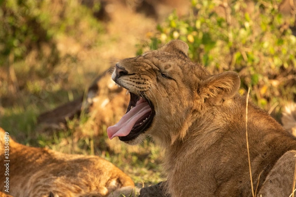 Obraz Yawning Lion