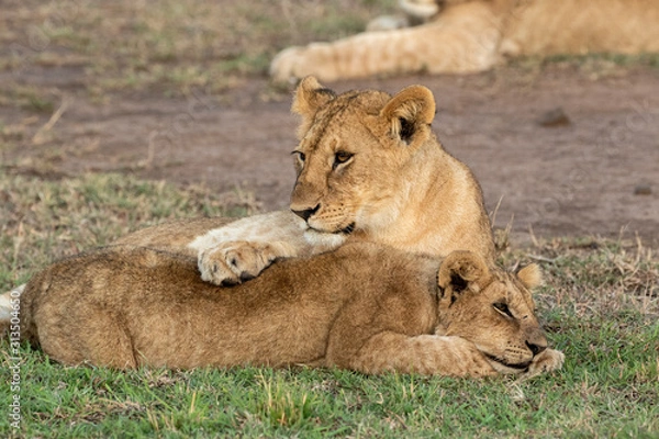 Obraz Lion Cubs