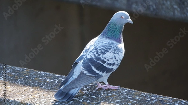 Obraz pigeon in the park