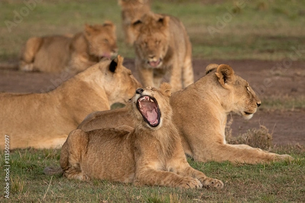 Obraz Lion Yawn
