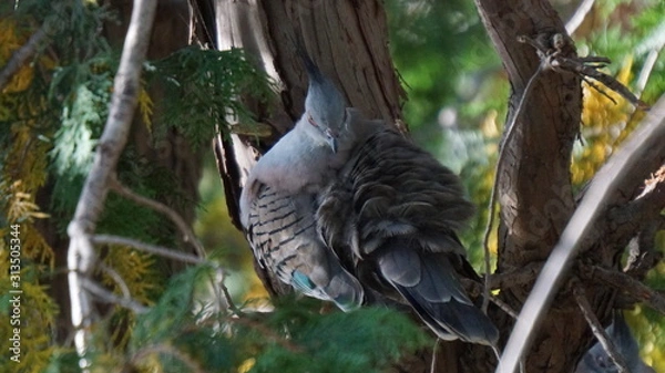 Obraz dove on branch