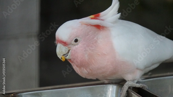 Obraz parrot in cage