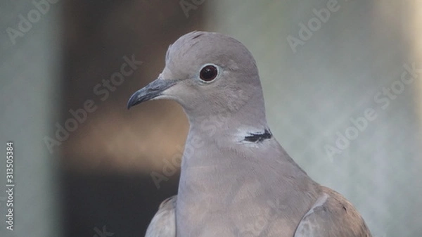 Obraz pigeon on a background