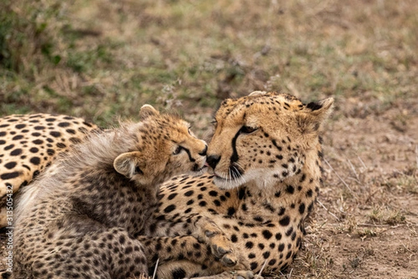 Fototapeta Kisses For Mum