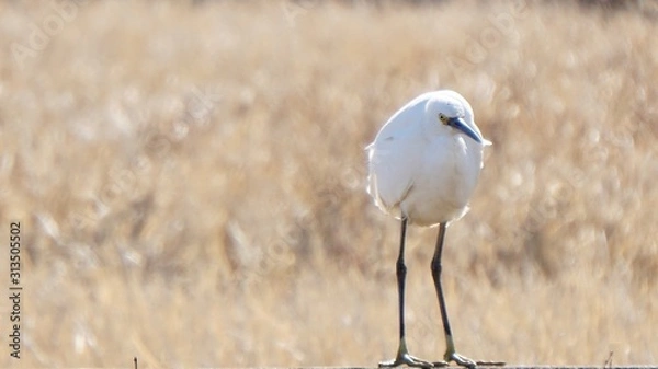 Obraz seagull on the beach