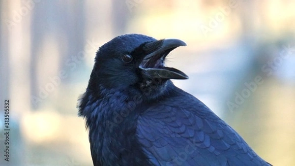 Obraz raven on black background