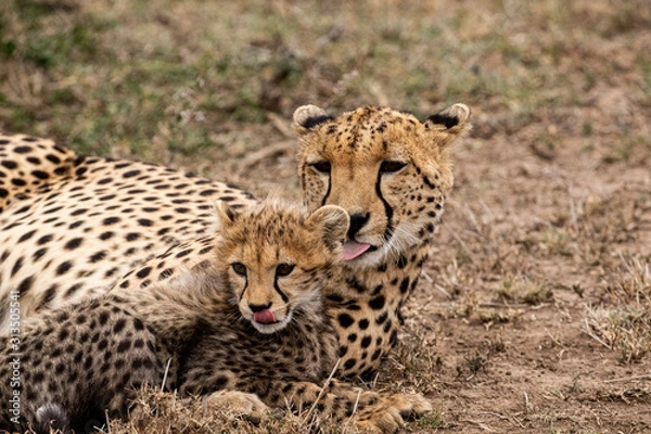 Fototapeta Cheetah's, Tongues Out
