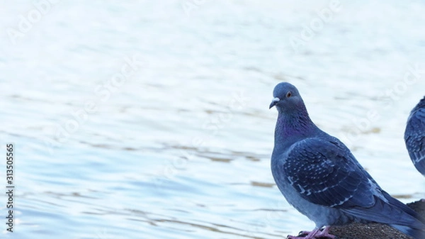 Obraz pigeon on blue background