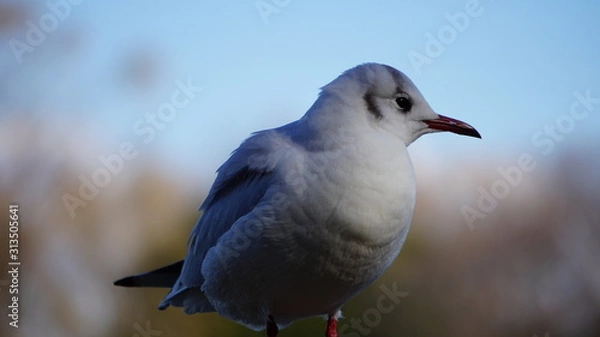 Obraz seagull on post
