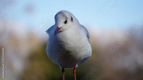 Obraz seagull on a post