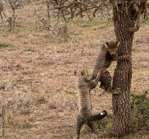 Obraz Cheetah Cubs Climbing Tree