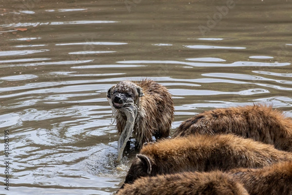 Obraz Hyena Takes A Bath