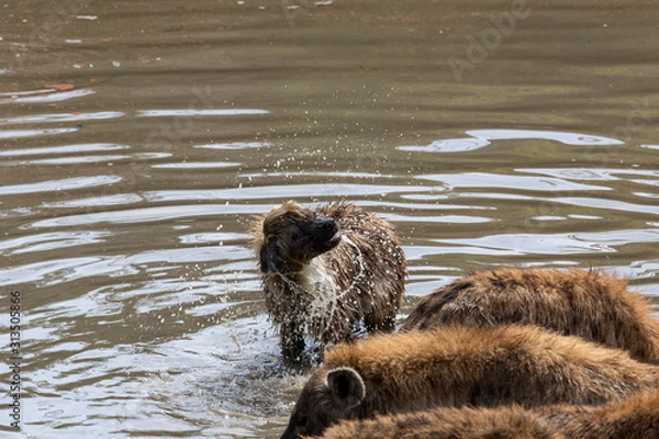 Obraz Hyena Shakes It Off