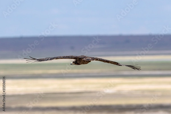 Obraz Tawny Eagle