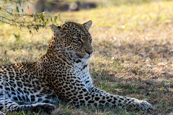 Obraz Tito - Female Leopard