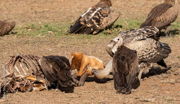 Fototapeta This Eye Is Tasty