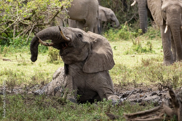 Fototapeta Elephant Mud Bath