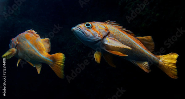 Fototapeta Two Fish swimming