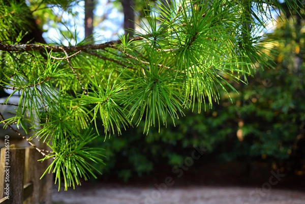 Fototapeta Japanese umbrella pine or Koya-maki tree in Koyasan, Japan. The trees is one of Japan’s five scared trees