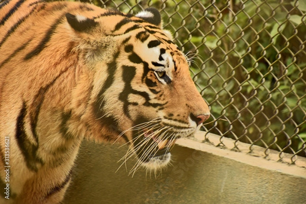 Obraz royal bengal tiger