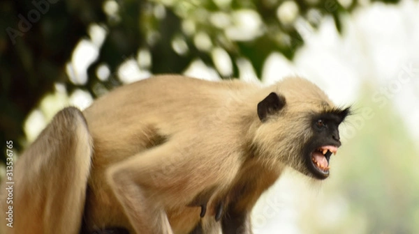 Obraz Monkey showing its teeth