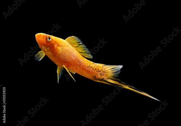 Obraz Schwerttraeger schwarz06