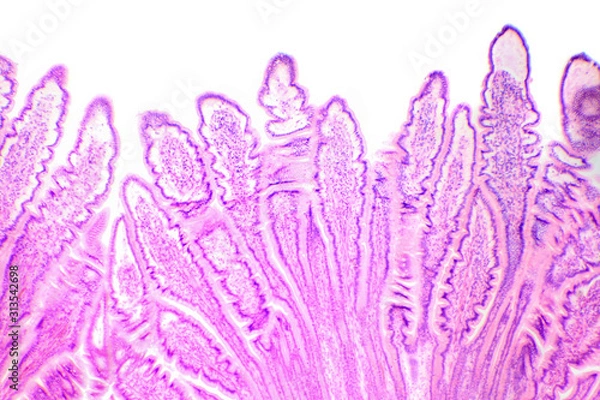 Obraz Сross-section of the small intestine under the microscope (Small Intestine Sec.)