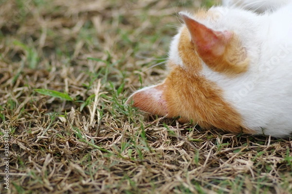 Fototapeta 猫の後頭部