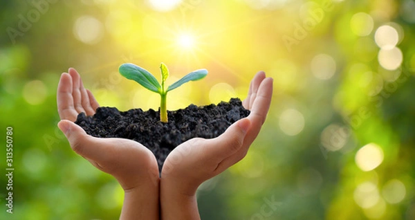 Fototapeta In the hands of trees growing seedlings. Bokeh green Background Female hand holding tree on nature field grass Forest conservation concept