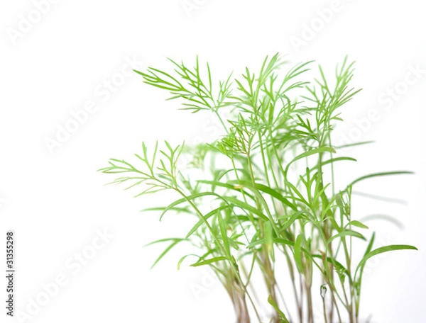 Obraz Dill isoliert