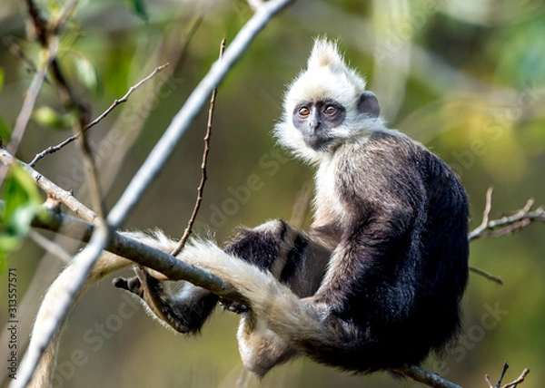 Obraz White-headed Black Langur