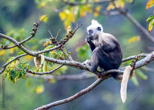 Obraz White-headed Black Langur