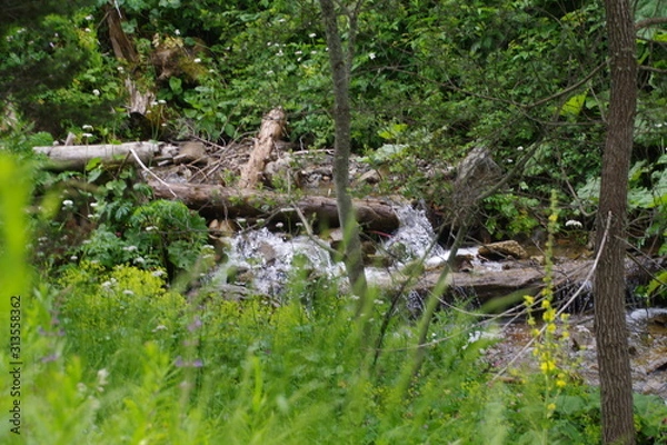 Obraz stream in the forest