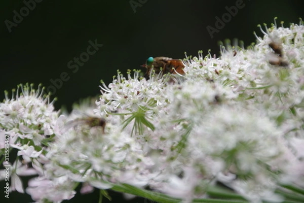 Obraz bee on a flower