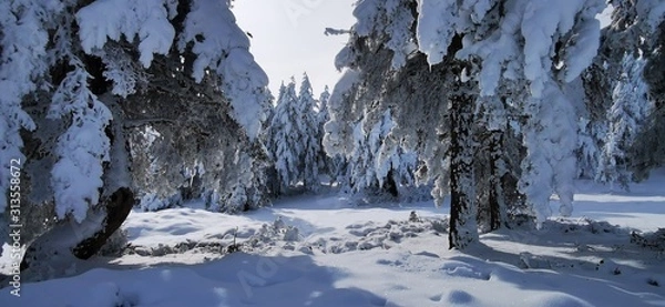 Obraz winter landscape