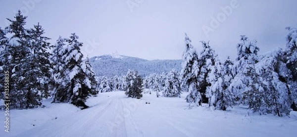Obraz winter landscape with trees and snow