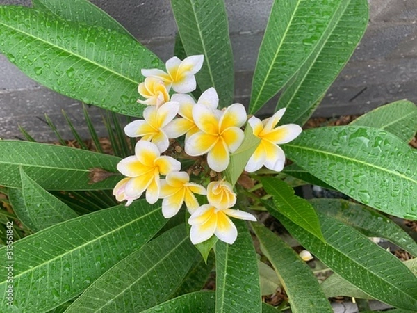 Fototapeta FRANGIPANIER