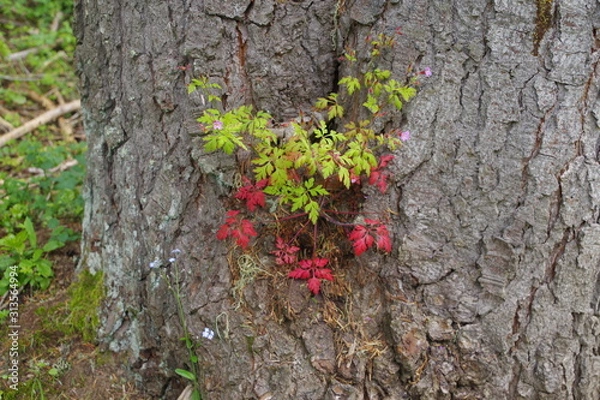 Obraz ivy on the wall