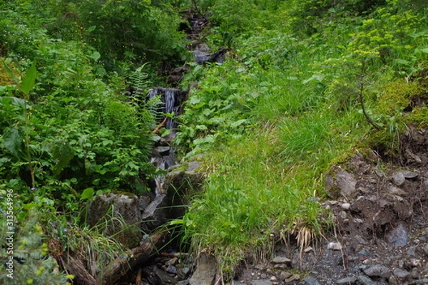 Obraz stream in forest