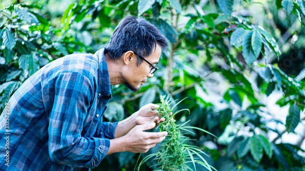 Fototapeta The tree holds marijuana and smells the concept. Farmers check the quality of marijuana leaves.