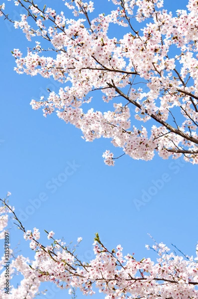 Obraz 満開の桜