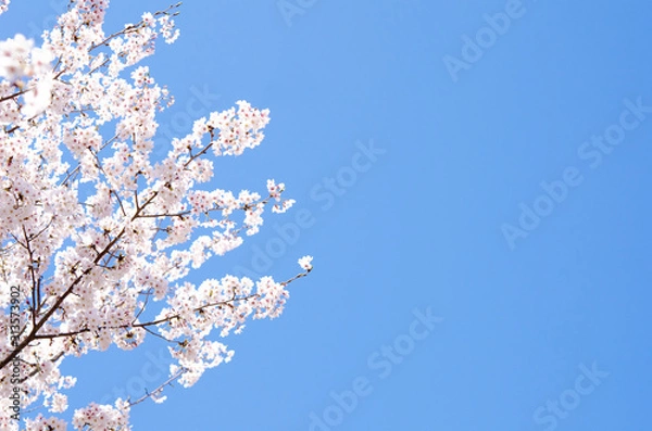 Fototapeta 満開の桜