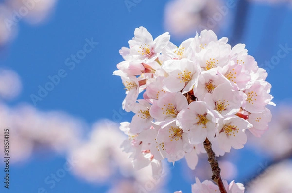 Obraz 満開の桜